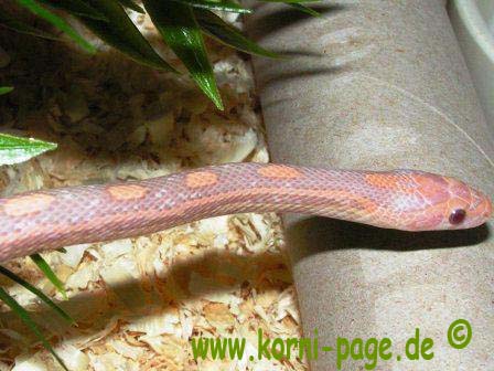 Kornnatter Hypo Lavender